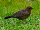 Blackbird – Kos
